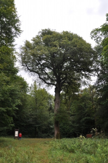Un des ch&ecirc;nes remarquables de la for&ecirc;t de Saint-Gobain