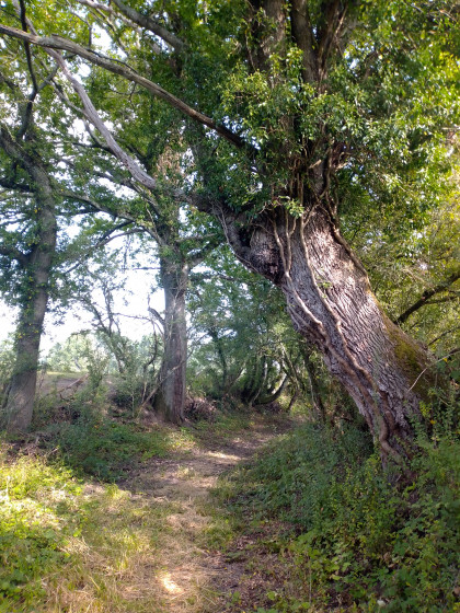 Un des gardiens du chemin
