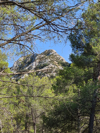 Un des sommets des Alpilles &agrave; travers la for&ecirc;t de pins