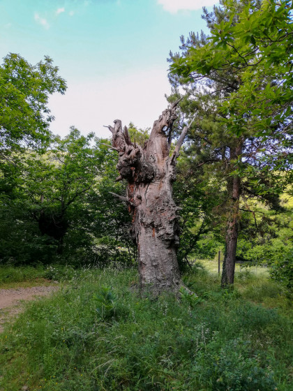 un énorme arbre mort en redescendant de la Chapelle