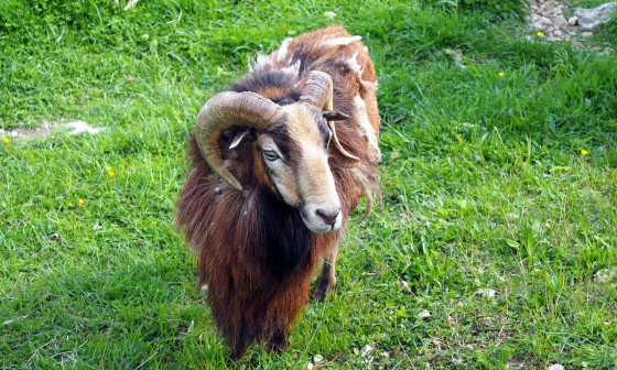 Un gars du coin
