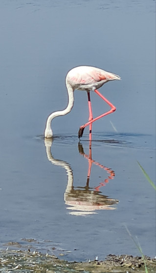 Flamant rose