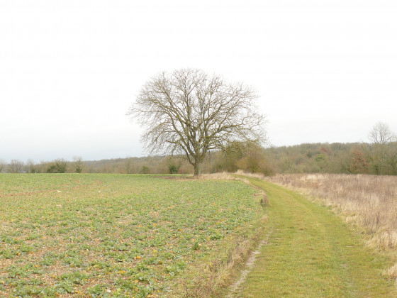 Un grand noyer
