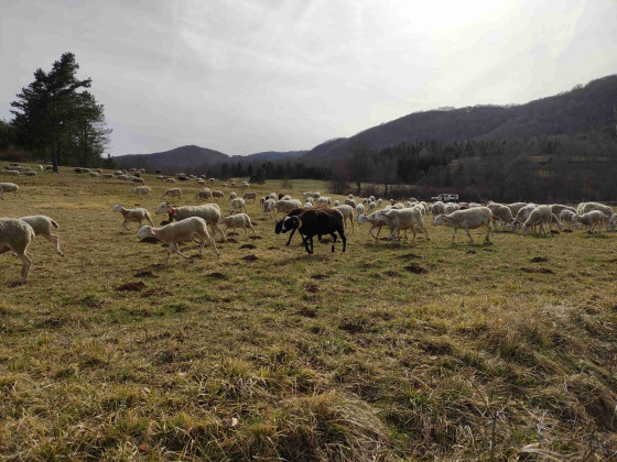 Un grand troupeau de moutons