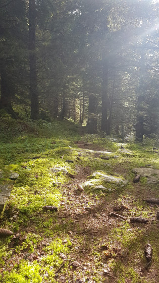 Un intermède en sous bois
