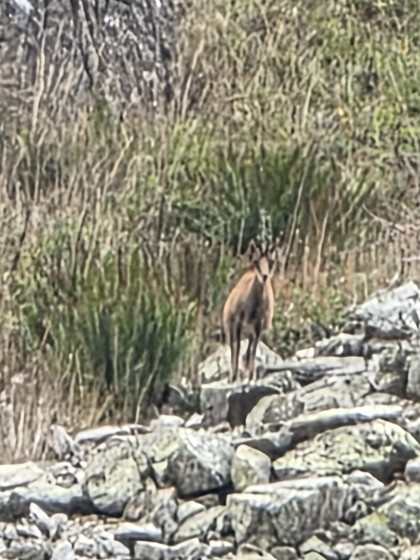 Un Izard