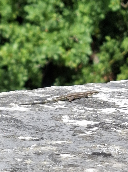 Un l&eacute;zard des murailles sur le pont du chemin de fer