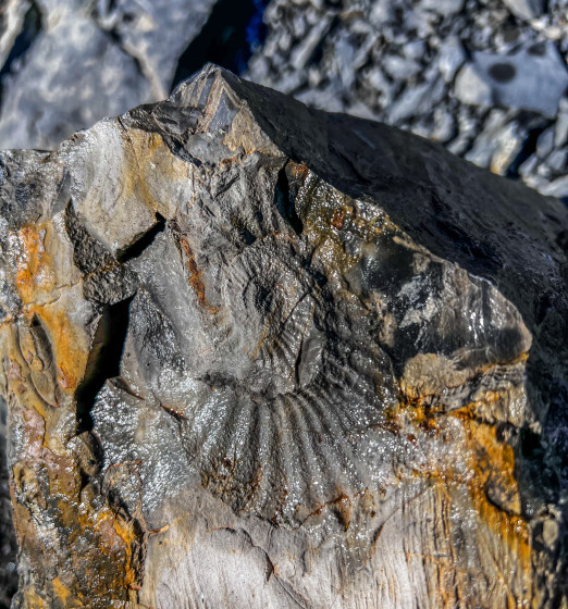 Un magnifique fossile d'ammonite d'environ 15cm de diam&egrave;tre