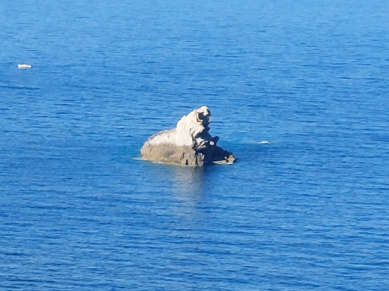un morse dans la mer ...