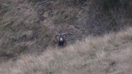Un Mouflon de la vallée de Chaudefour