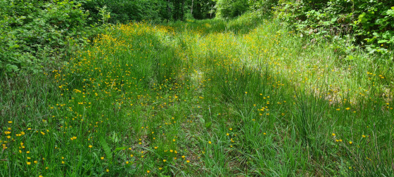 Un parterre de fleurs en forêt.