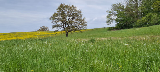 Un paysage