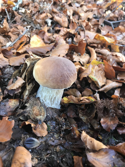 Un petit cadeau d'automne (Bibracte - L. Gadrey)