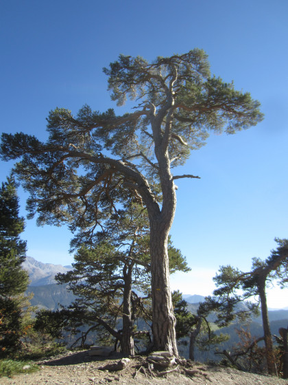 Un pin gigantesque au détour d\'un chemin