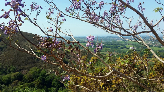 Un ravissement pour la vue et l\'odorat que ce Paulownia.