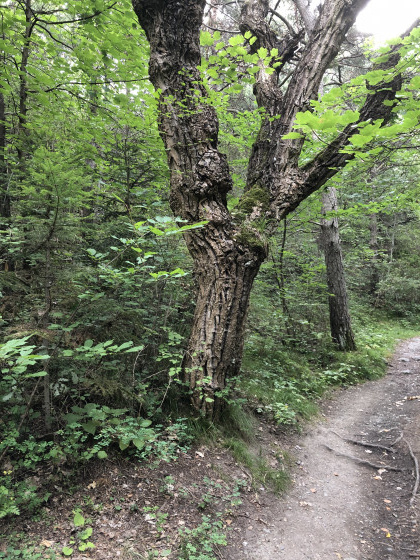 Un roure : très vieux chêne