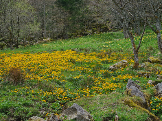 Un tapis de fleurs au Frankenthal