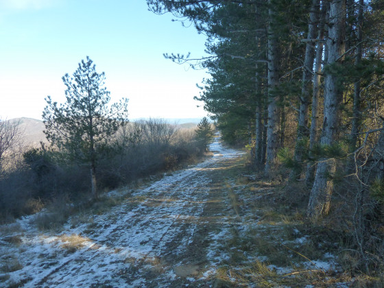 Un tapis de neige !