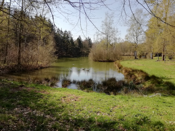 Un tout petit étang