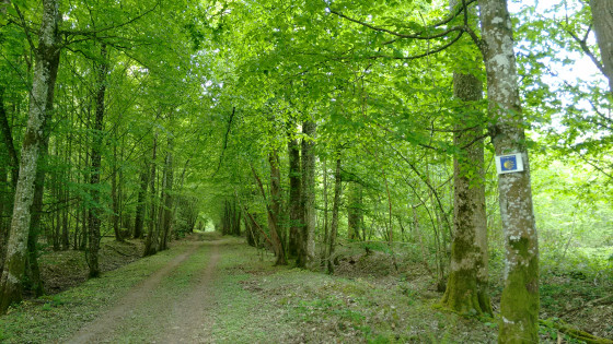 Un très beau chemin