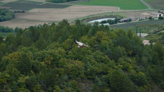 Un vautour depuis la crête
