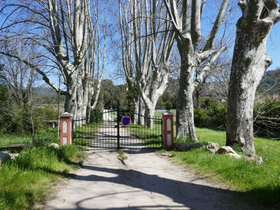 Belle allée bordée de platanes