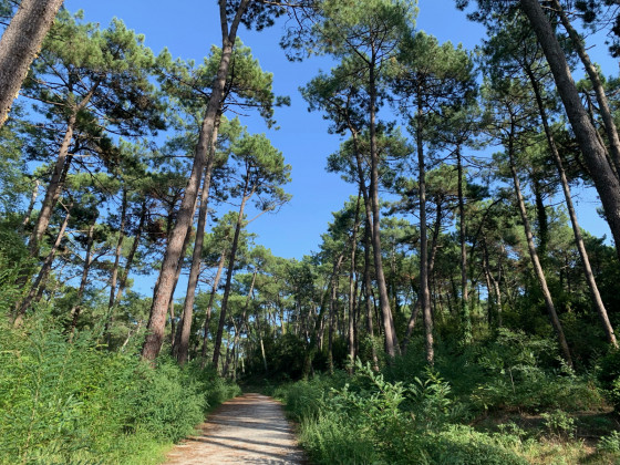 Une allée sablonneuse