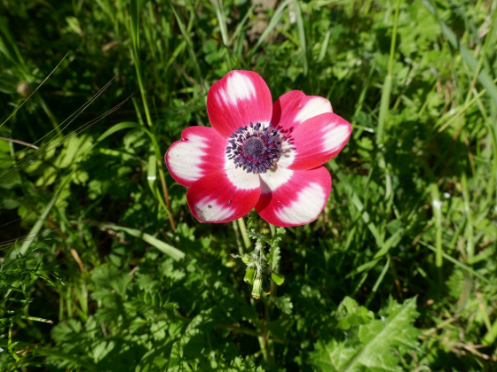 Une anémone retournée à l\'état sauvage Une anémone retournée à l\'état sauvage