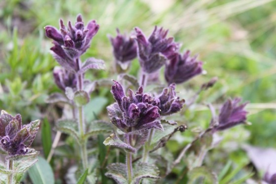 Une autre belle fleur