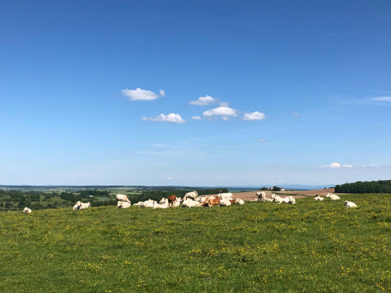 Une belle balade bucolique dans le Lunévillois 🐂 🐄