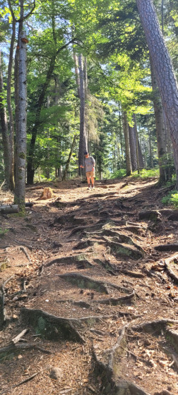 Une belle descente encombrée de racines