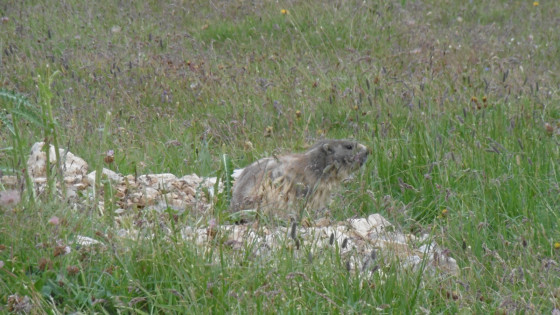 Une belle marmotte