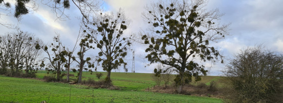 Une belle rangée d'arbres à gui.
