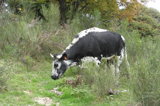 Belle vosgienne