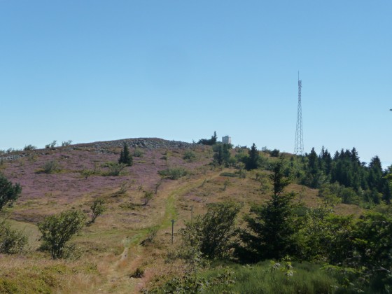 Une cape de callune mauve