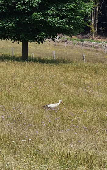 Une cigogne dans les champs.