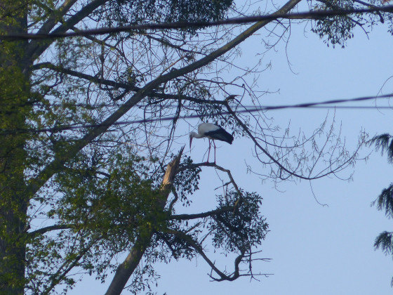 Une Cigogne
