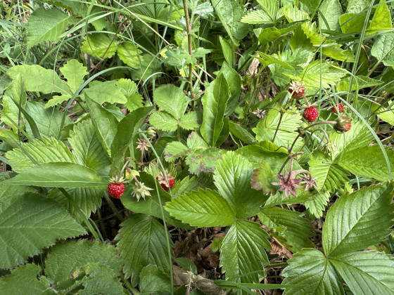 Une clairi&egrave;re aux fraises des bois.