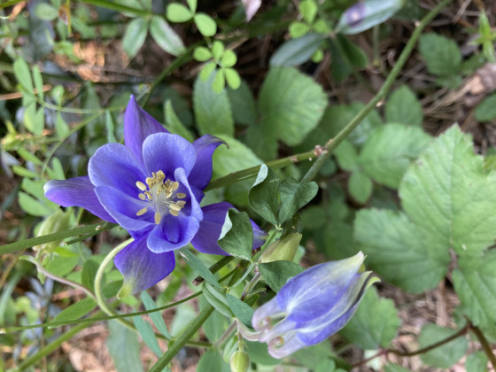 Une des belles fleurs croisées en chemin