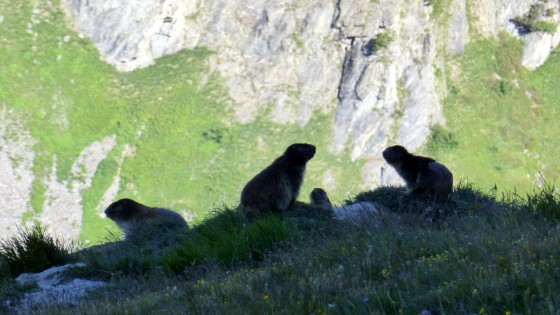 Une famille de Marmottes au bord du GR5