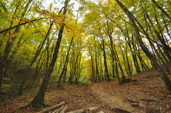 Une forêt en réserve naturelle