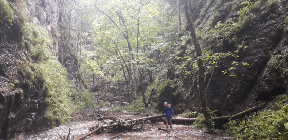 Une forêt très humide