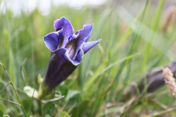 Une gentiane