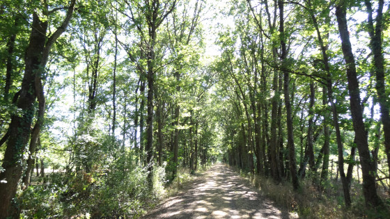 Une longue allée forestière