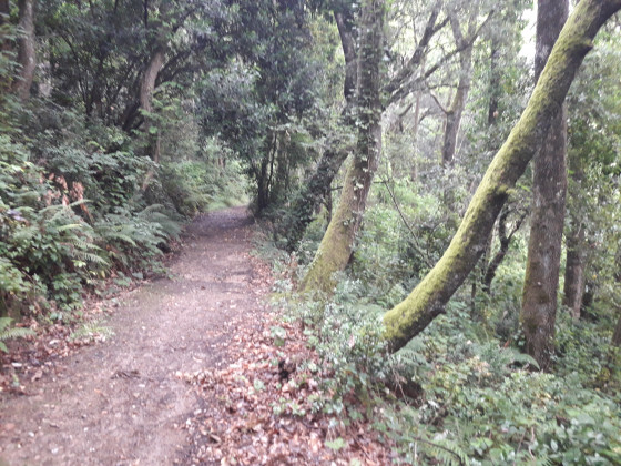 Une longue montée dans les bois