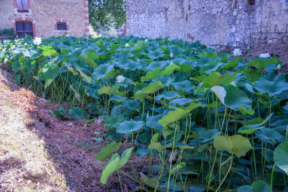 Une mare de Nelumbo Lutea