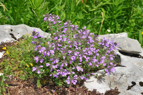 Une multitude de fleurs