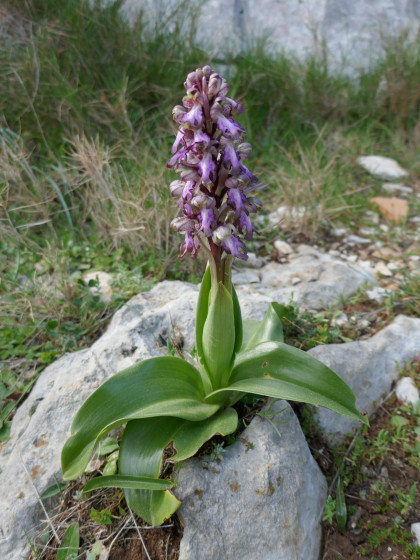 Une orchidée de Robert