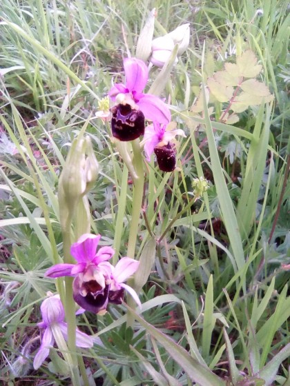 Une orchidée