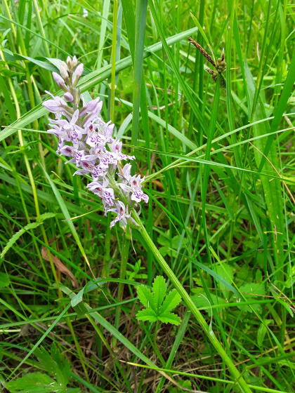 Une orchid&eacute;e